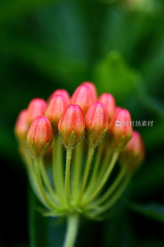 蝶草花(Asclepias tuberosa)